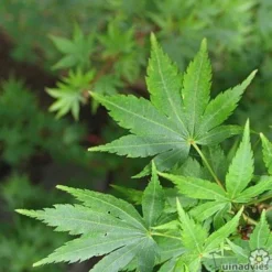 Japanse Esdoorn 'Sangokaku'