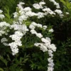 Spierstruik, Sneeuwspirea