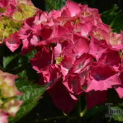 Hortensia, Bolhortensia