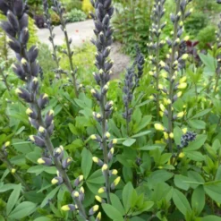 Valse Indigo / Baptist / Indigolupine