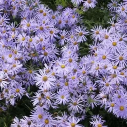 Aster