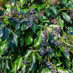 Perzische Klimop, Kaukasische Klimop