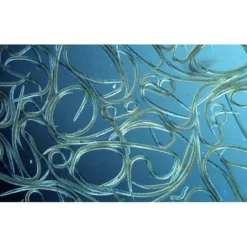 Aquanemix 1.25 V - Doseersproeier Voor Aaltjes -Aanbiedingen Tuin Wens Winkel auquanemix 125 v doseersproeier 1497858309 1 600